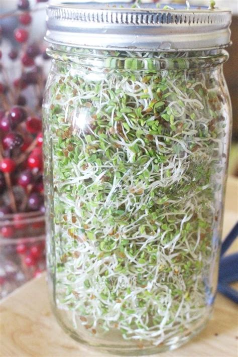 alfalfa sprouts walmart|alfalfa sprouts mason jar.